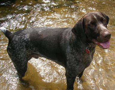 náš největší &quot;kocour&quot; Barri....