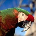 Uživatelský avatar