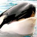 Uživatelský avatar